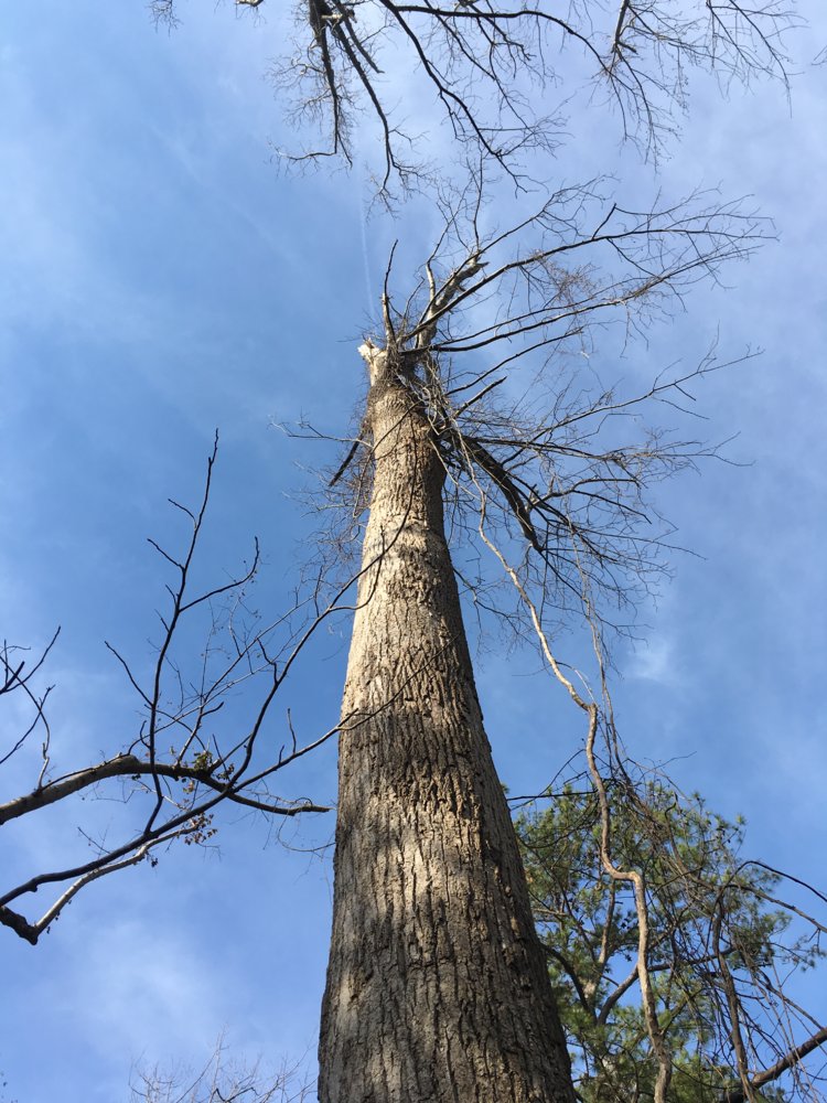Is this poplar worth the time or risk?