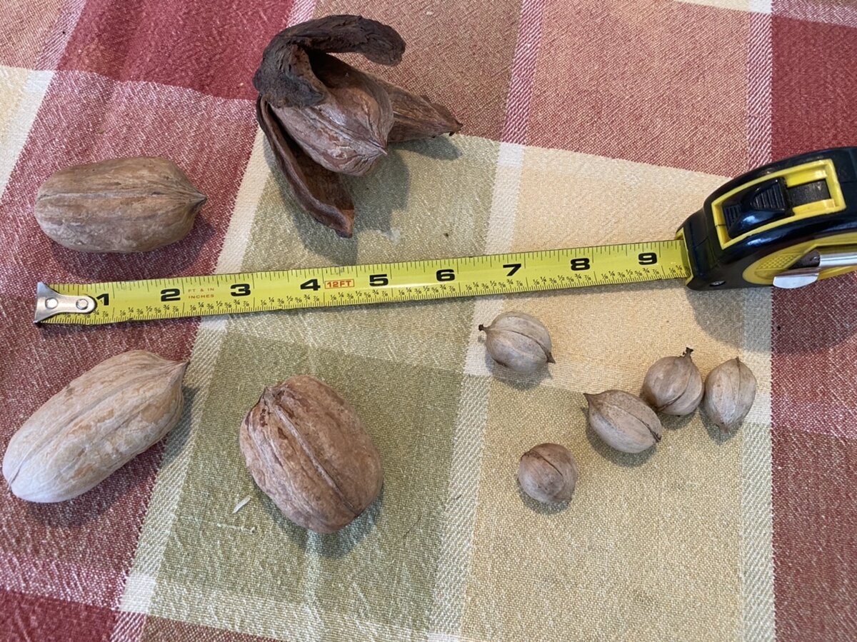 Huge Shagbark Hickory Nuts?