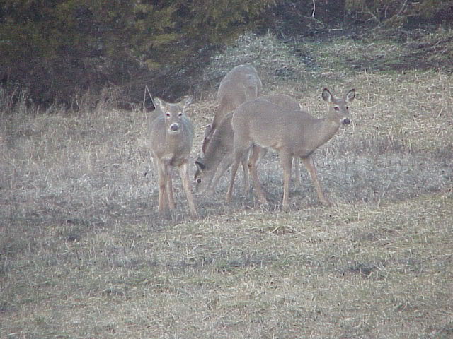 Some of the girls in the back yard