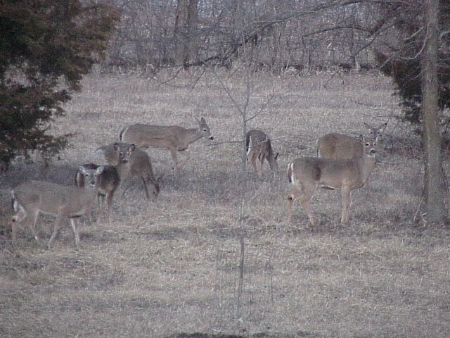 Some of the girls in the back yard
