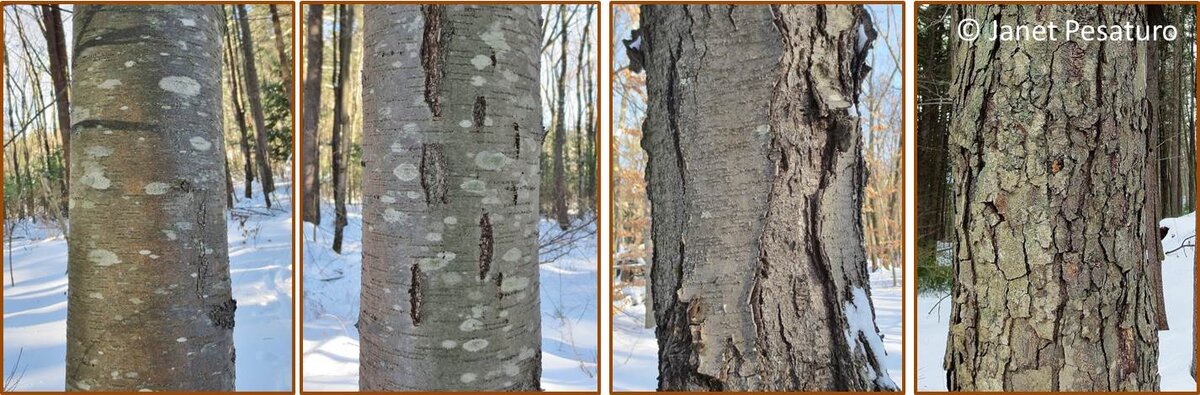 Black-birch-bark.jpg