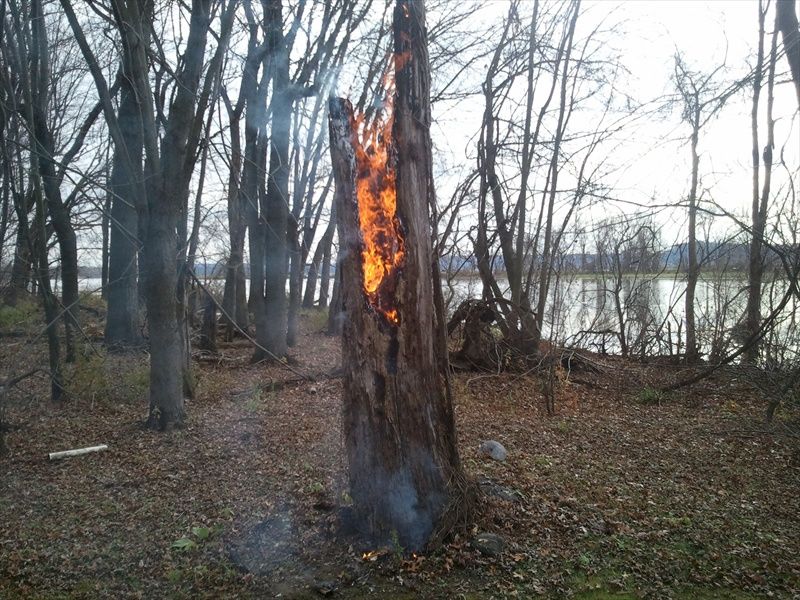 burning tree2sm.jpg