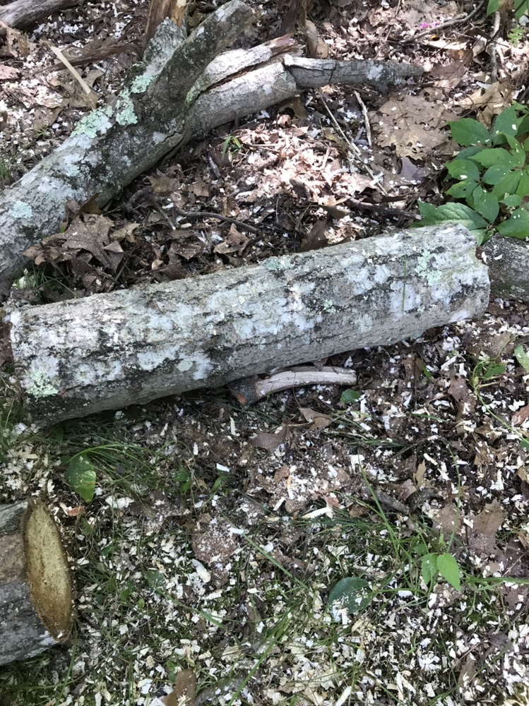 Wood ID from Connecticut