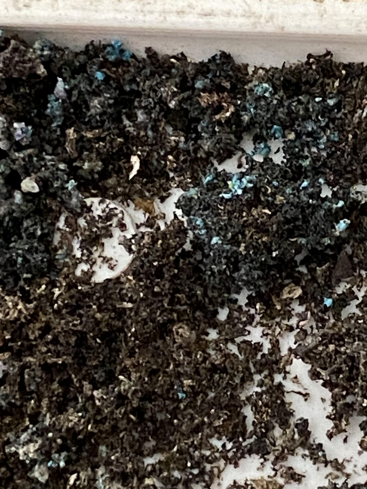 Turquoise Speckled Ash