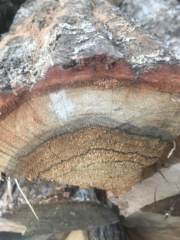 Help with wood ID, please!