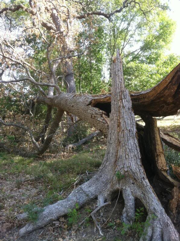 Neighbor lady's downed Oak tree  (Photo heavy)