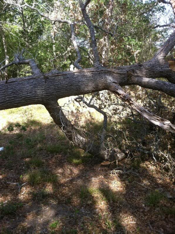 Neighbor lady's downed Oak tree  (Photo heavy)