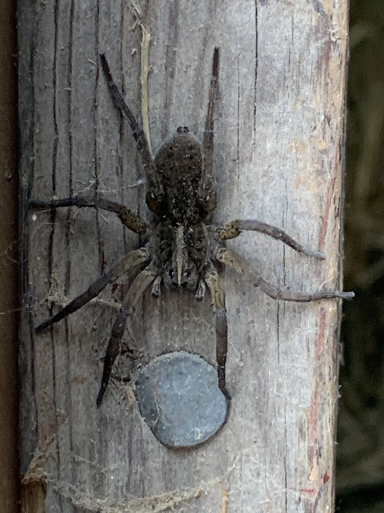 Large Spiders making a home in my wood shed