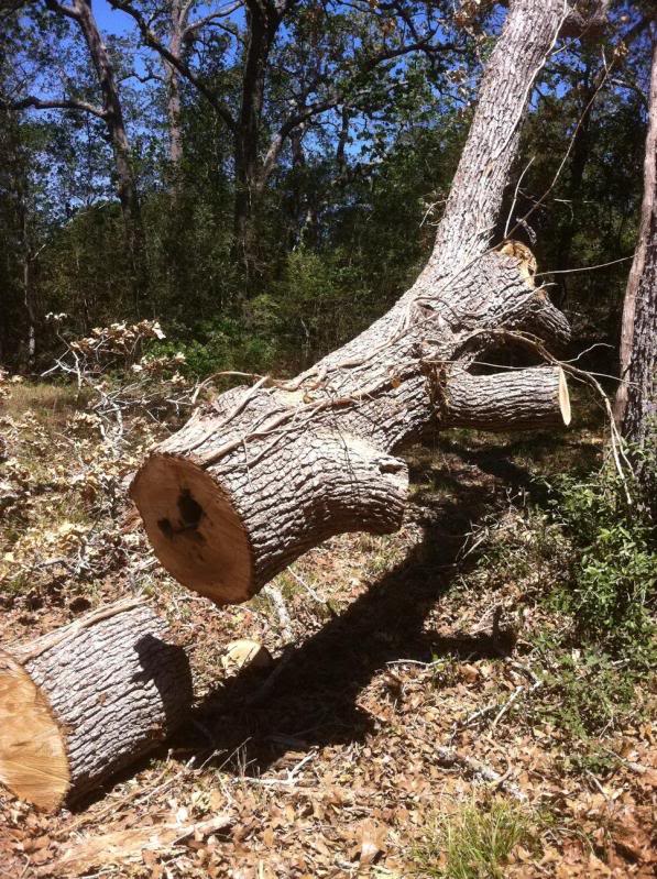 Snagged Neighbor Lady's oak: Part II.  Success!