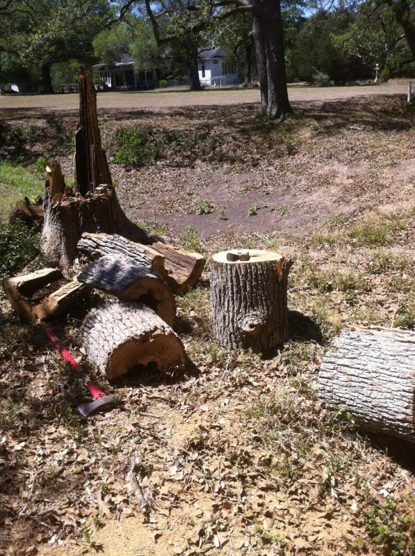 Snagged Neighbor Lady's oak: Part II.  Success!