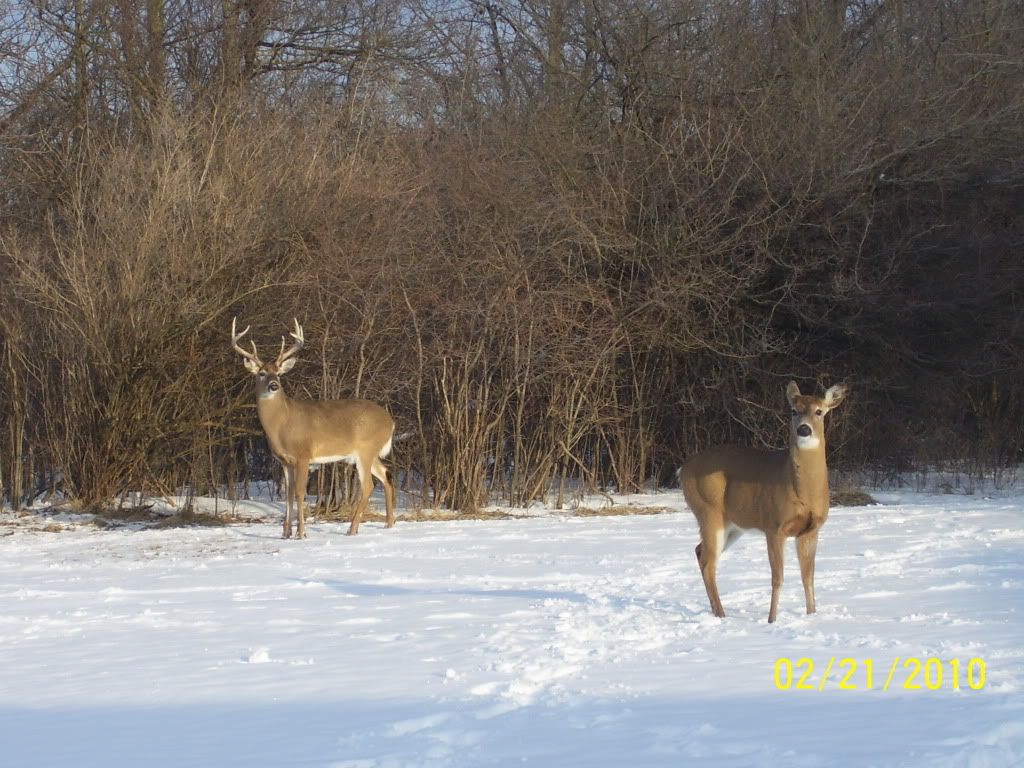 Big buck and doe outside kitchen windoe on sunday.