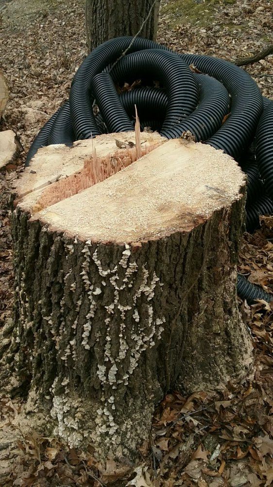Cut this this weekend red oak.