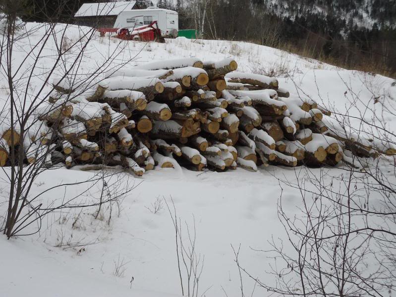 New tree length, new poplar and old firewood stacks