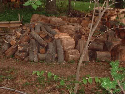 Yes, Firewood Grows On Trees