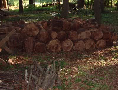 Yes, Firewood Grows On Trees