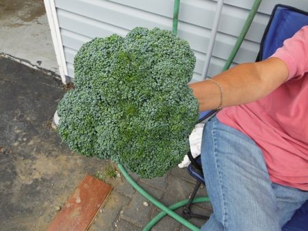 Broccoli grow good in Alaska