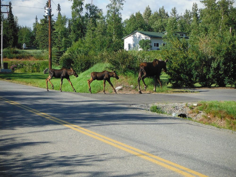 Moose invasion pics