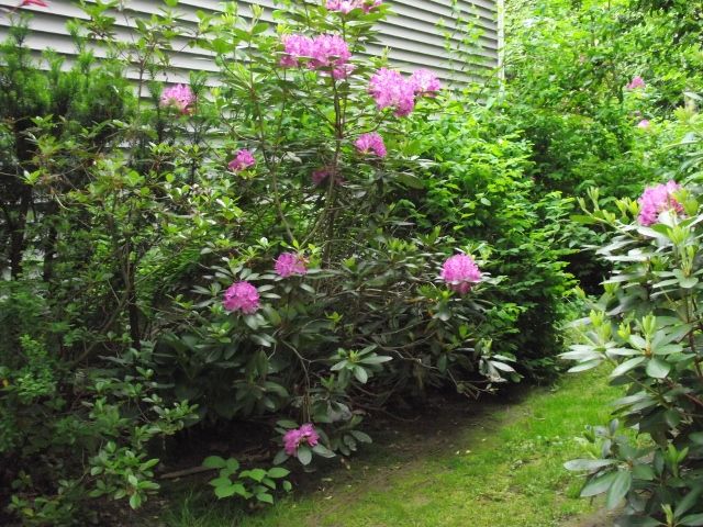 Rhododendrons blooming
