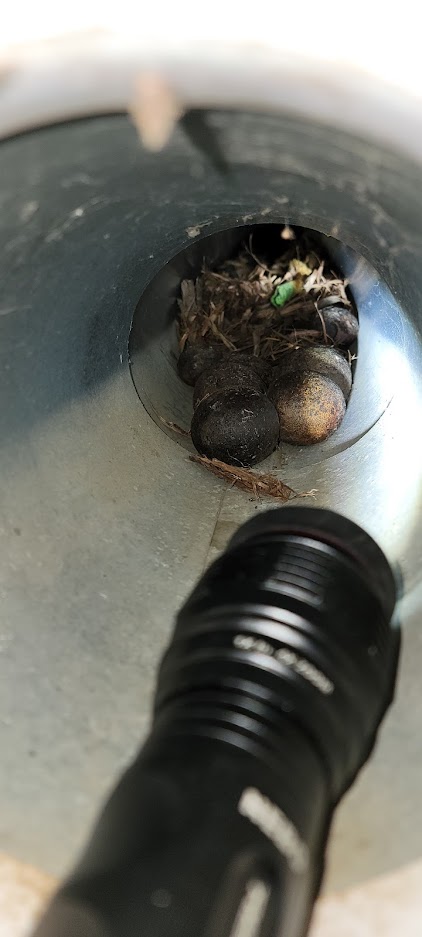 Squirrel has hidden black walnuts between firebox and outer shell of fireplace, how can I get them out?