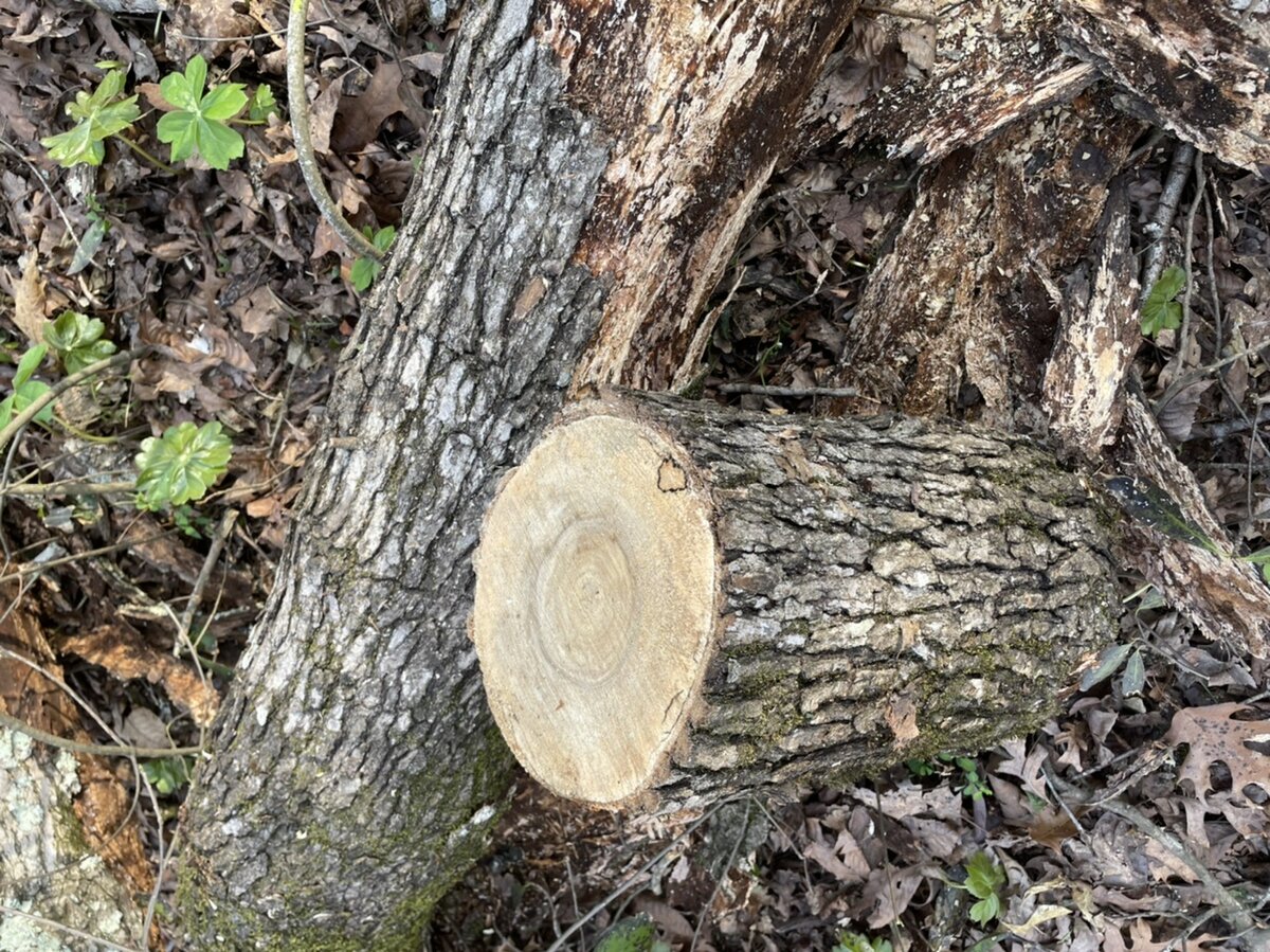 Tree id
