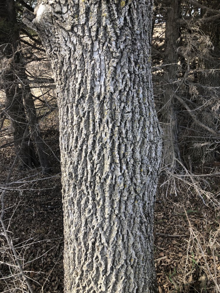 Early season tree ID