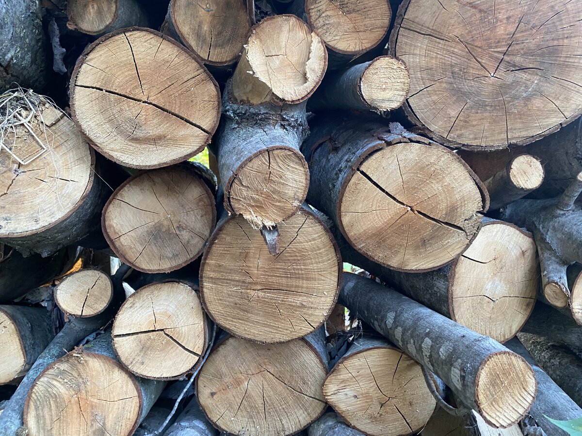Need Help Identifying Wood