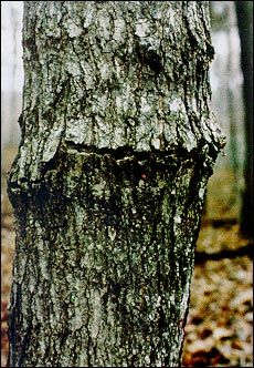 Wood Id. Oak or Maple?
