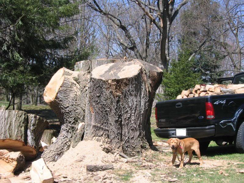 2 cords of  White Oak free, you cut and haul.