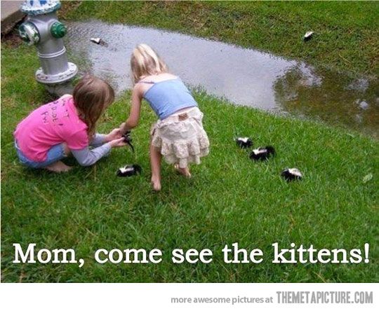 funny-racoons-little-girls-kittens.jpg