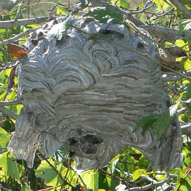 horn-nest.jpg