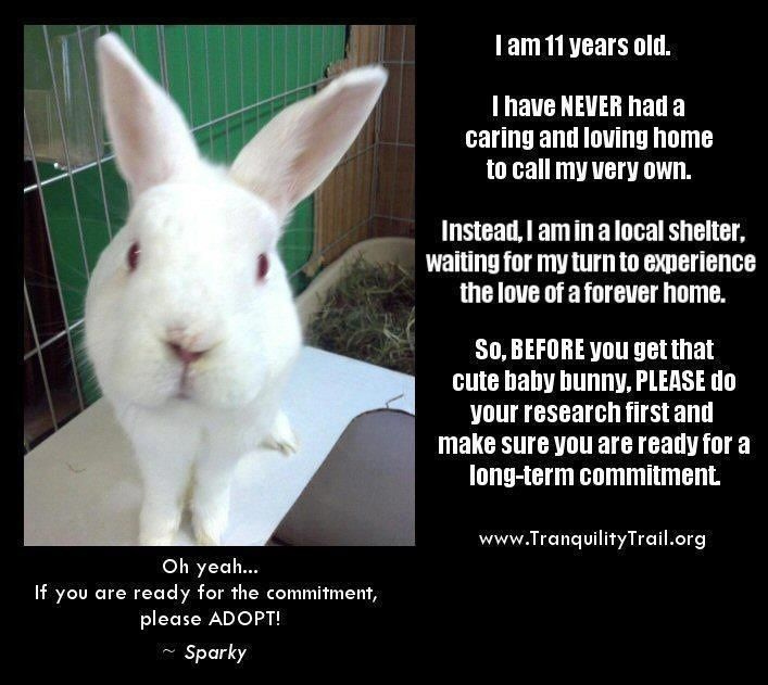 Annual appeal- don't buy a rabbit