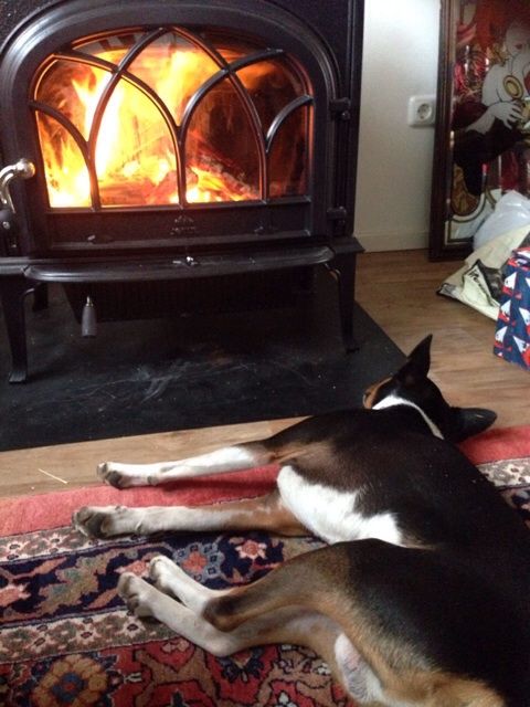 Great Dane knows where it's warm...