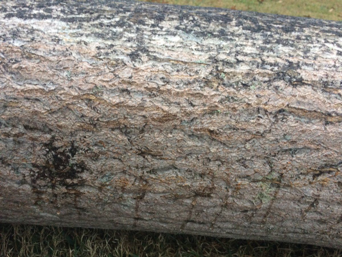 Help ID this wood.