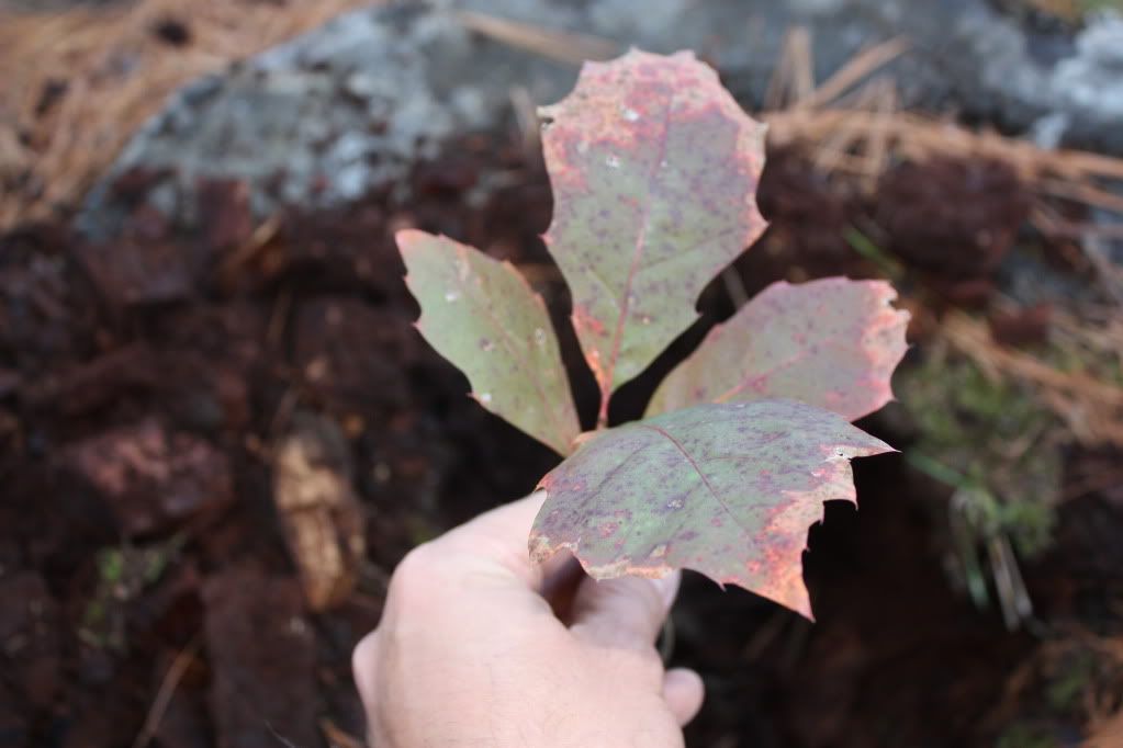 Red oak seedling id.