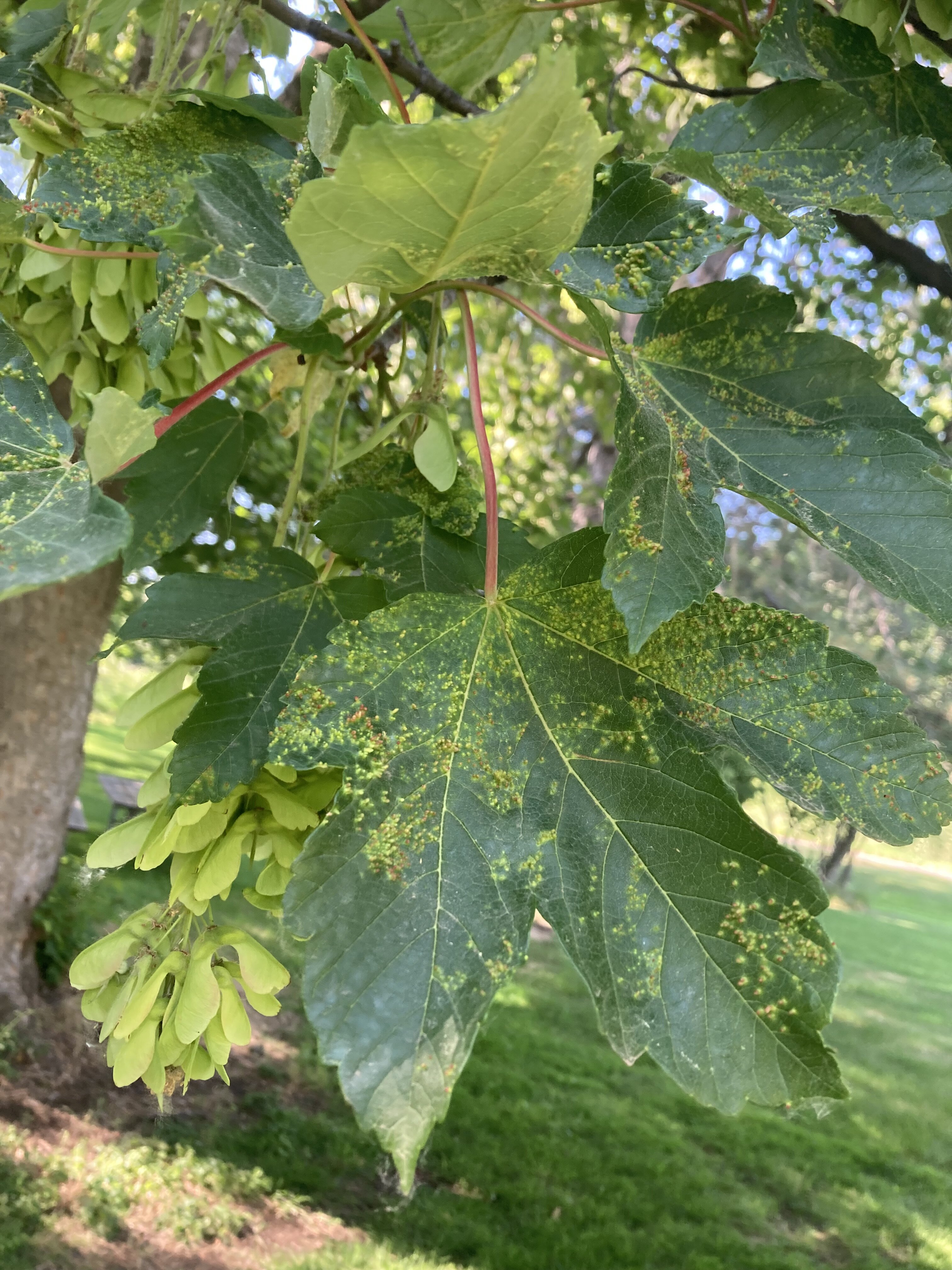 What kind of maple is this?