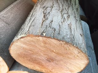 Update after 1st Year - And a Wood ID question