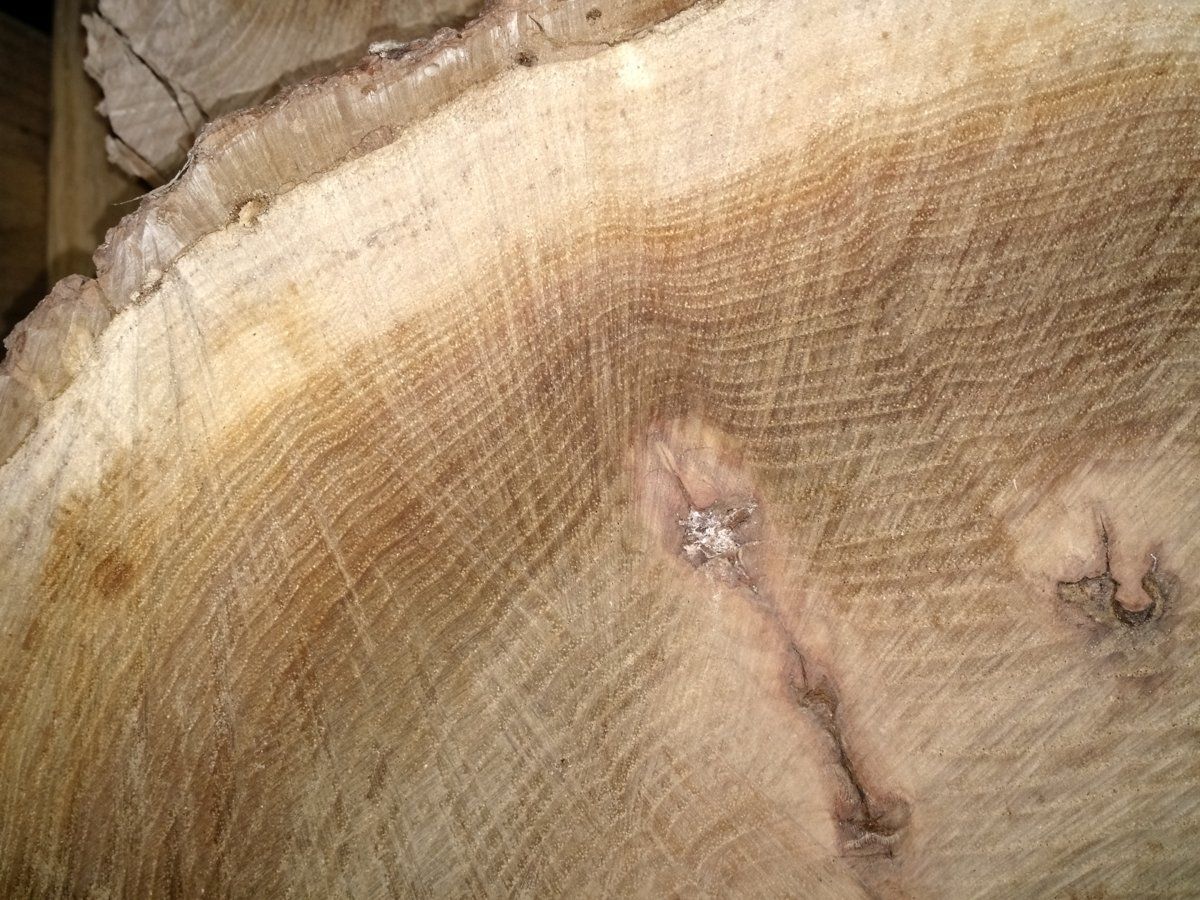 Oak with almost no rays?