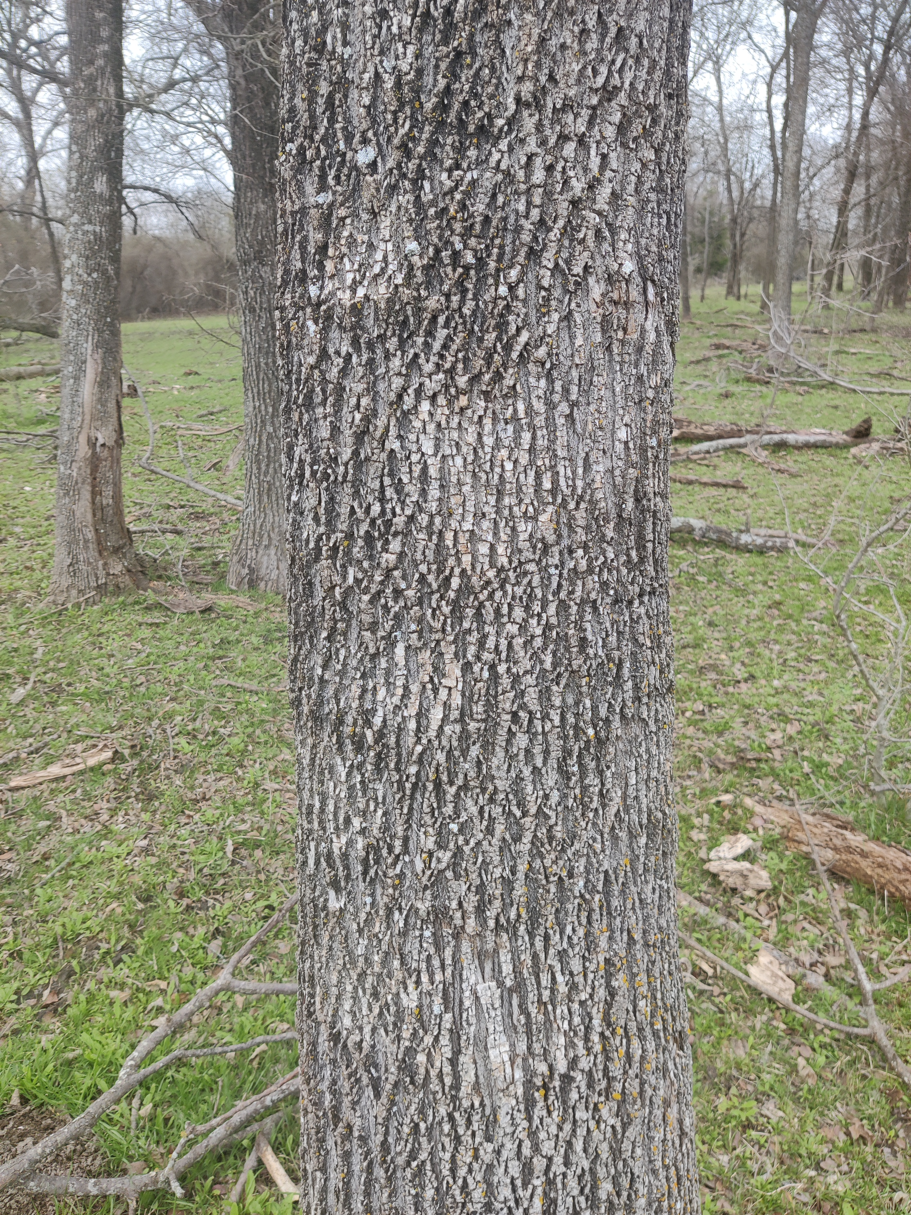 This is Cedar Elm right? Maybe ash?