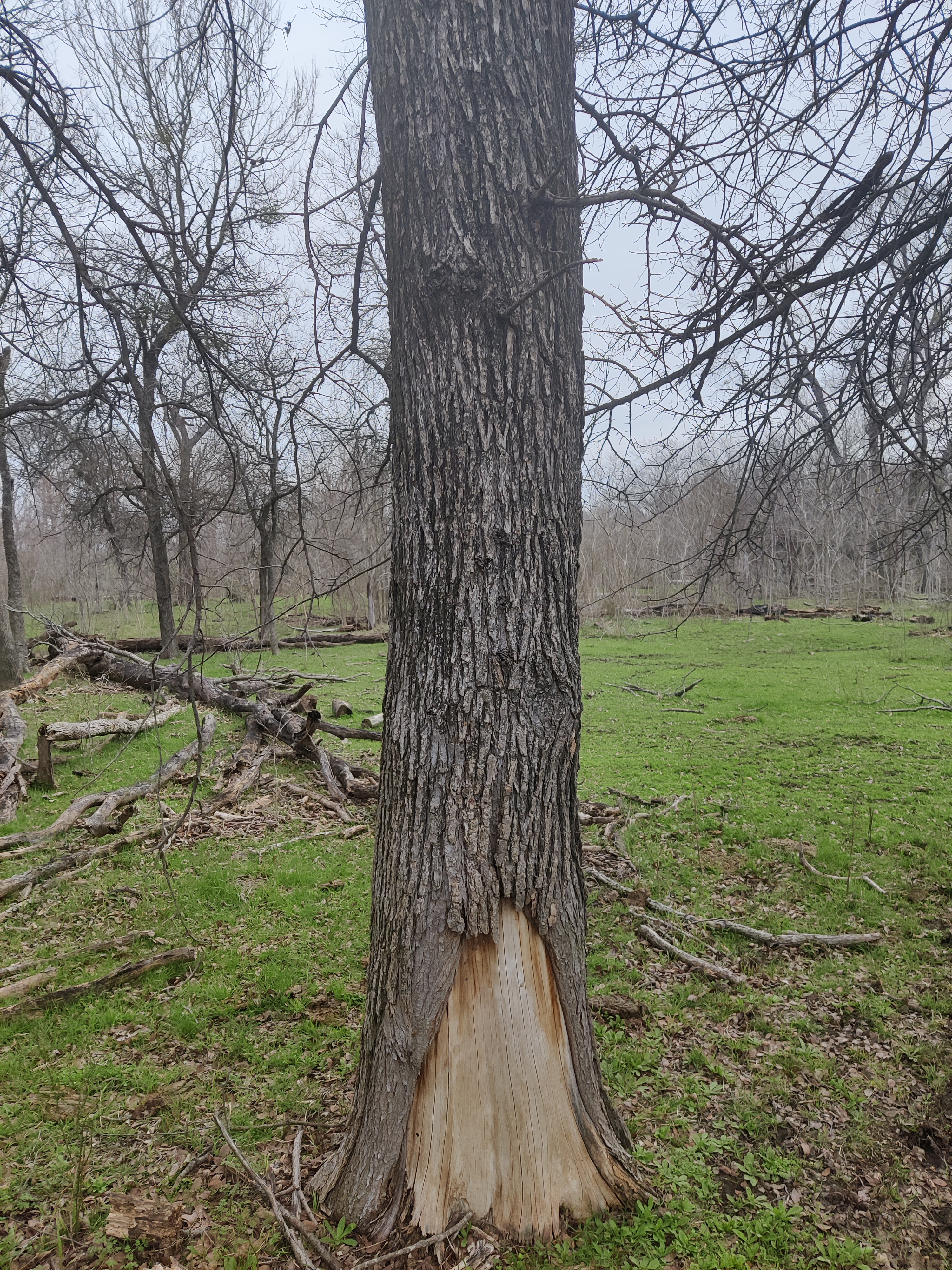 This is Cedar Elm right? Maybe ash?