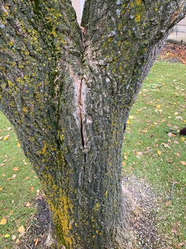 Tree splitting?