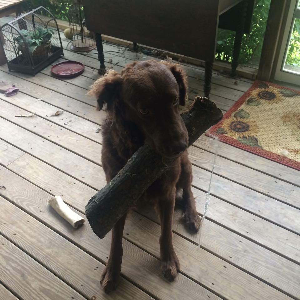 So who Trained their Dog to fetch firewood?