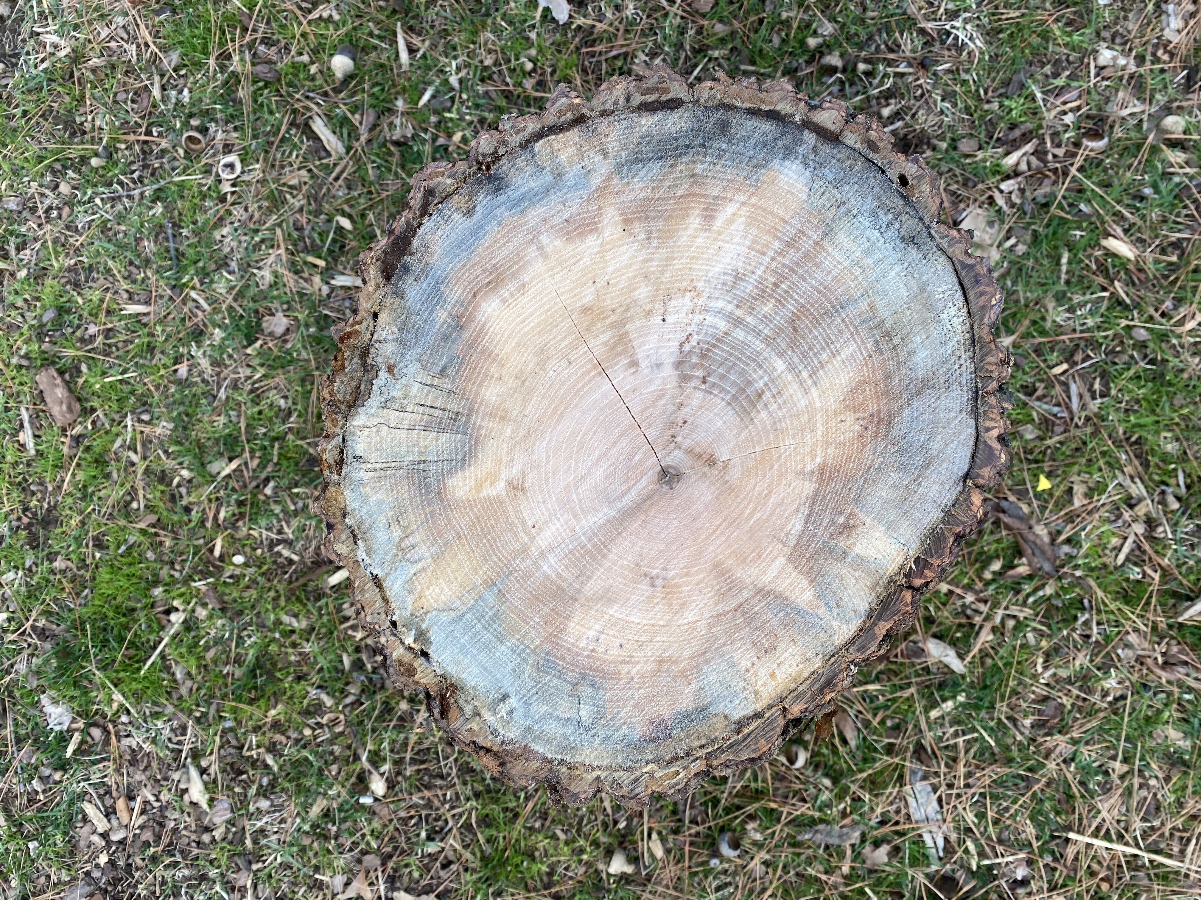 Wood ID please? Is this Hickory?