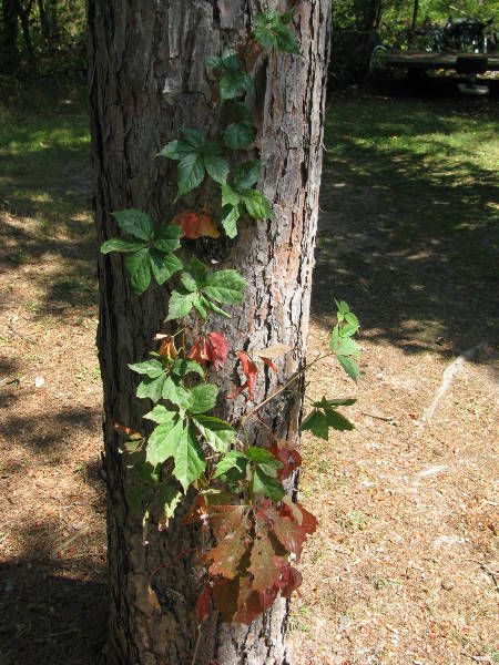 Is That Vine Poison Ivy......Or Not?