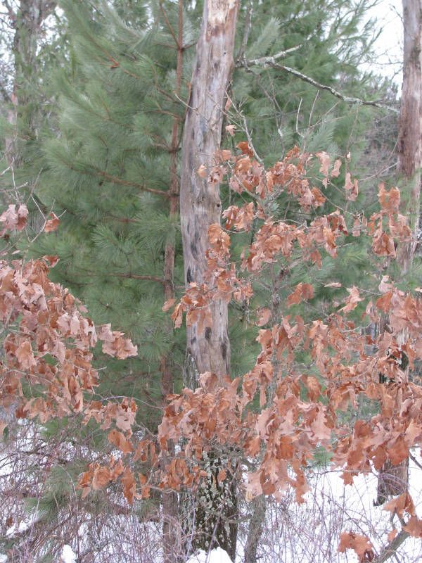 Saving A Little Red Pine