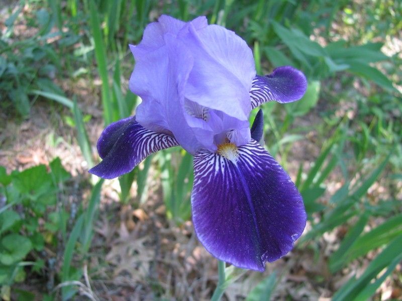 Our Iris Collection