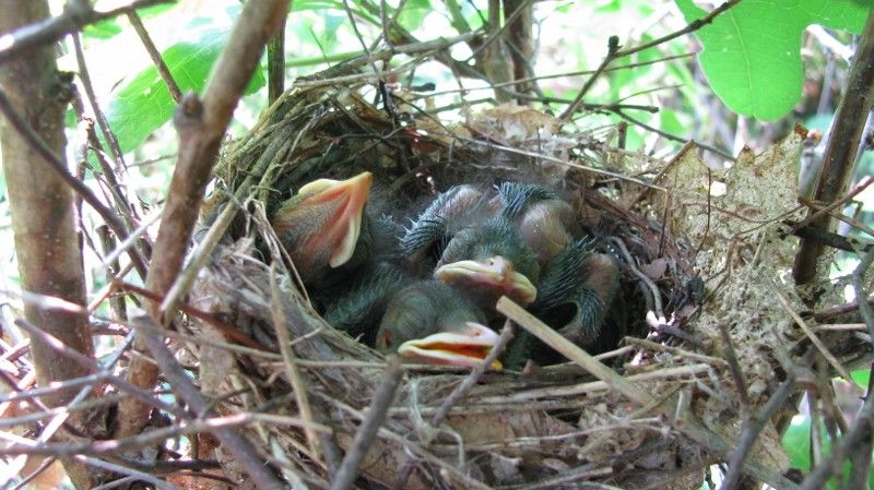 Mother catbird's little blue eggs are growing up!