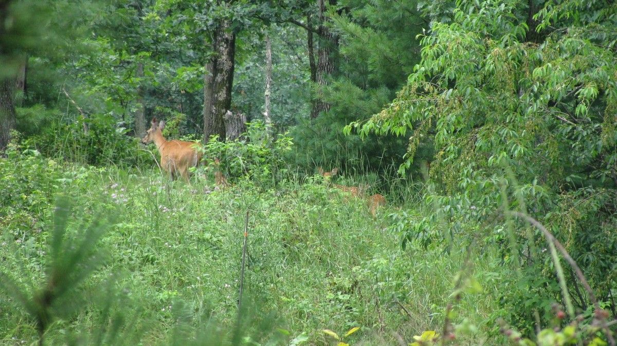 Saw a Total of Seven Different Fawns Today