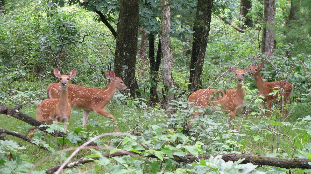 Saw a Total of Seven Different Fawns Today