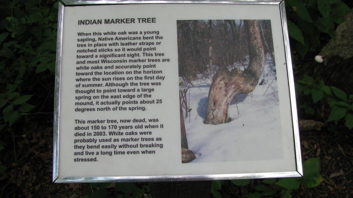 Indian Marker Tree