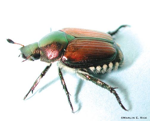 Japanese Beetle...